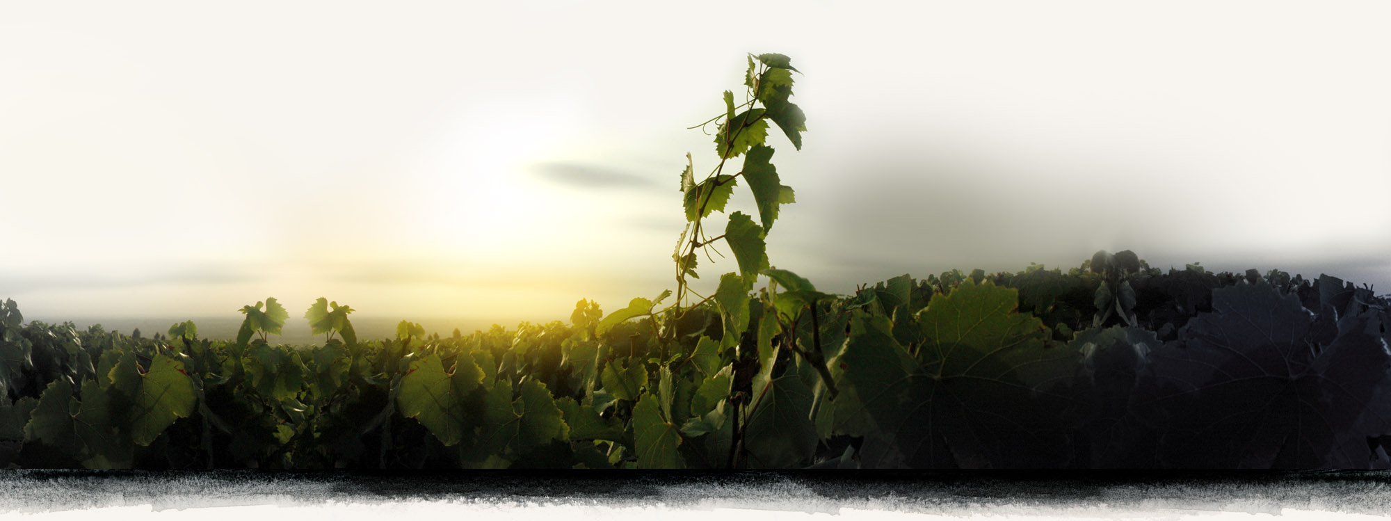 Vignes du Champagne Roger Coulon